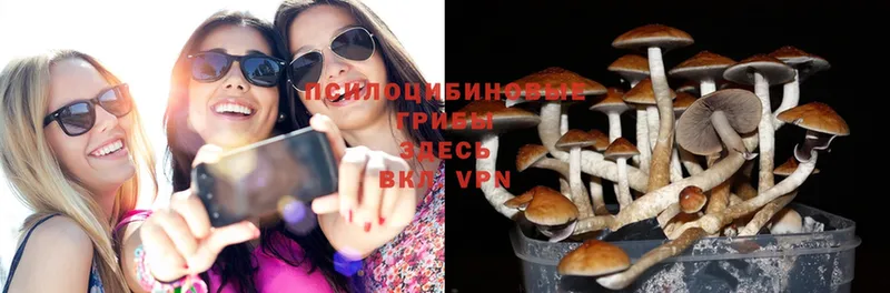 Галлюциногенные грибы Magic Shrooms  где продают   Магадан 